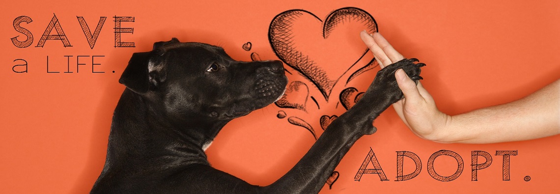 Dog Rescue And Rehabilitation Dog Rescue And Rehabilitation