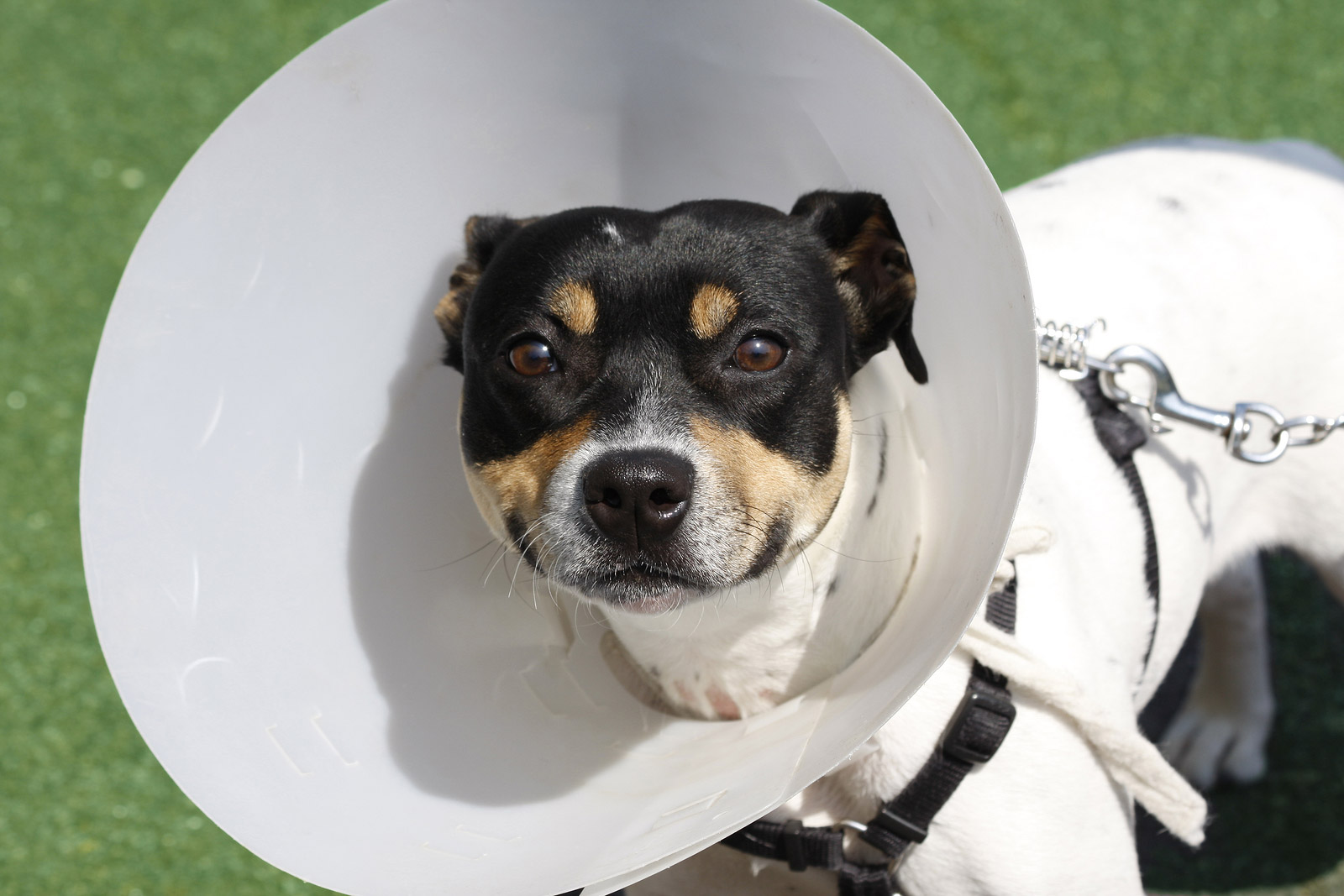 black and white dog in cone