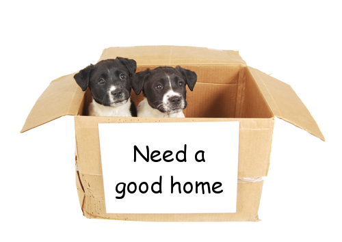 puppies in a box