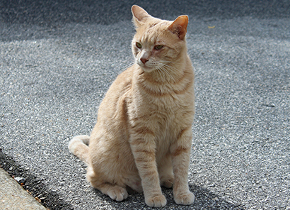 orange outdoor cat