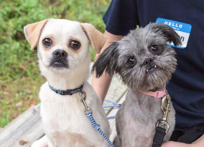 community service two dogs