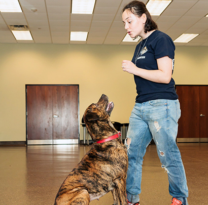 woman training dog