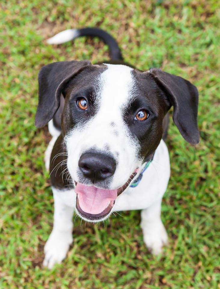black and white dog