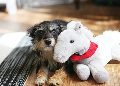 foster care dog with stuffed animal