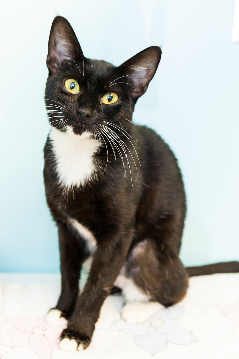 black and white cat