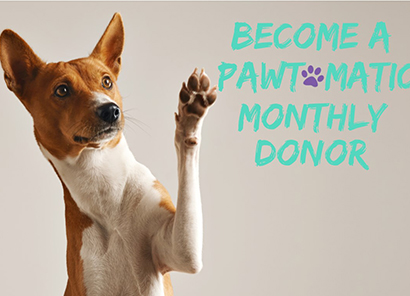 dog monthly giving