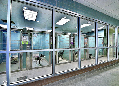 rehoming dog kennels