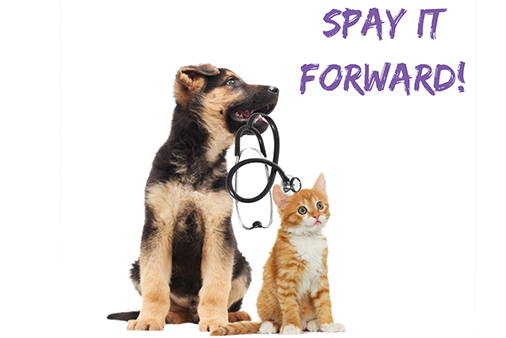 cat and dog spay it forward