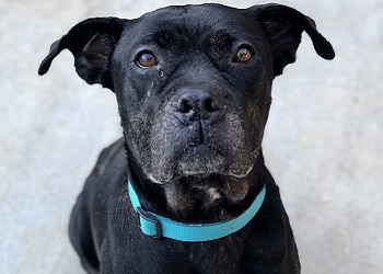 Sampson