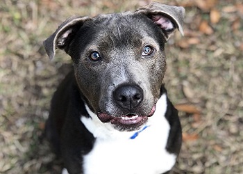 Sampson